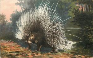 Printed Postcard Posted 1909 Porcupine (Hystrix custata) with Quills Extended