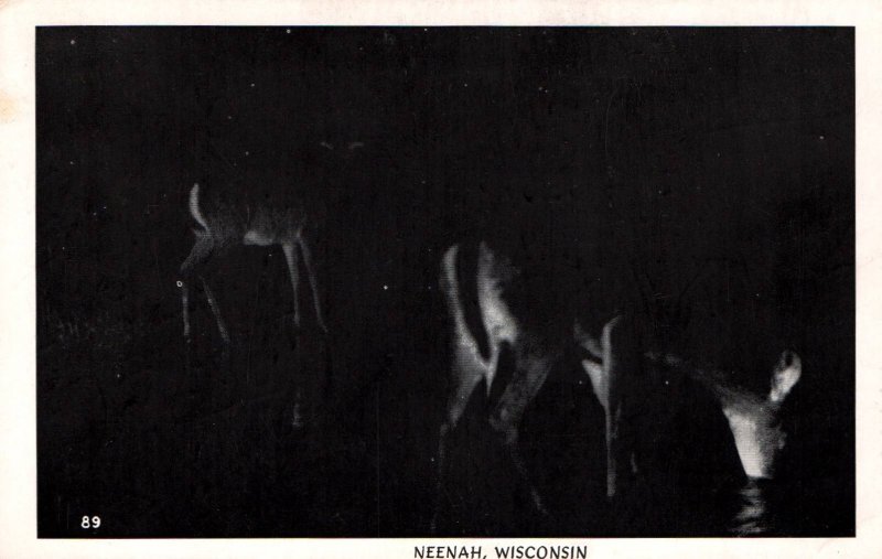Deer at Night,Neenah,WI BIN