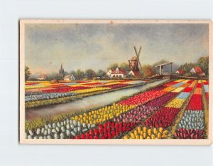 Postcard Flowers Field Windmill Houses Landscape Scenery