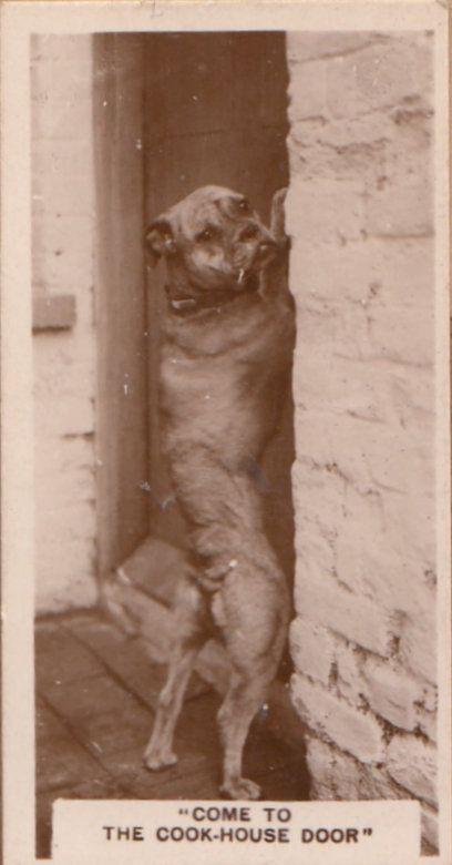 Cook Kitchen Pub Bulldog Dog Antique German Real Photo Cigarette Card