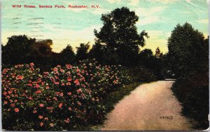 Wild Roses Seneca Park Rochester New York Vintage Postcard C212