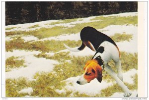 Art Postcard ; Hound Dog in field , 50-70s