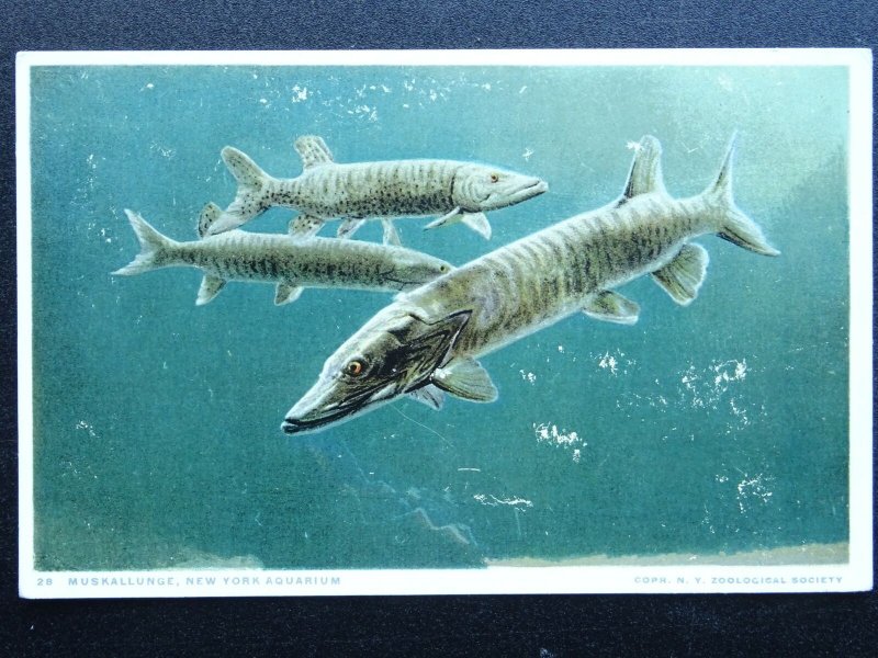 Fish Theme PIKE - MUSKALLUNGE at New York Aquarium - Old Postcard by Detroit Co.