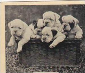 Phillips Cigarette Card Our Favorites No 28 Puppies In A Basket