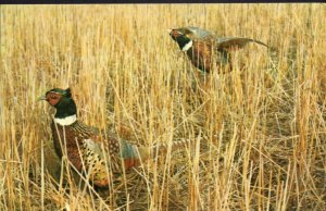 Arkansas Greetings from HAMPTON - Ring-Necked Pheasants Birds - Chrome