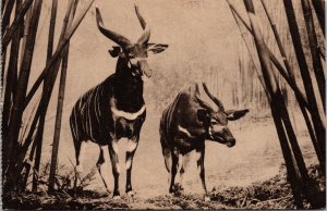 American Museum Of Natural History New York African Bongo Exhibit BW Postcard 