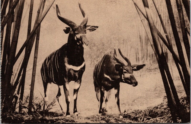 American Museum Of Natural History New York African Bongo Exhibit BW Postcard 