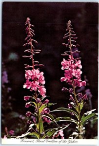 M-45003 Fireweed Yukon's Floral Emblem