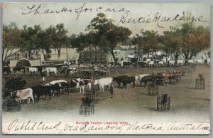 AUSTRALIA BULLOCK TEAMS LOADING WOOL ANTIQUE POSTCARD