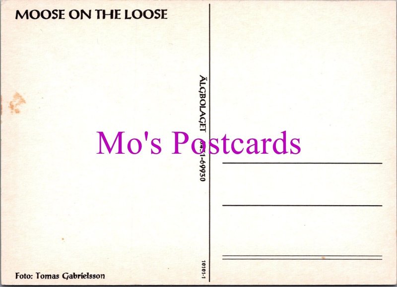 Animals Postcard - Moose on The Loose  SW15481