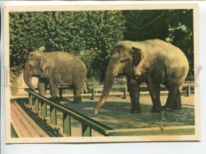 463667 USSR 1965 year Leningrad Zoo asian elephants postcard