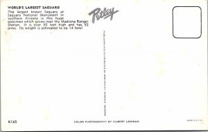 POSTCARD SCENE Tucson Arizona AZ AM3786