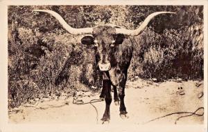 LONGHORN STEER~REAL PHOTO POSTCARD 1920-30s