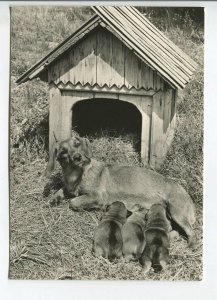 465683 USSR 1961 year photo of Eric Tylinik wire-haired dachshund dog postcard