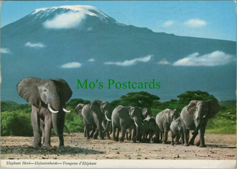 Animals Postcard - Elephant Herd, Posted From Malawi in 1973 -  RR10765   