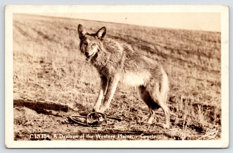 RPPC Coyote Caught in Leg Trap~Free Me, I Got A Roadrunner to Catch~Sawyer c1927 