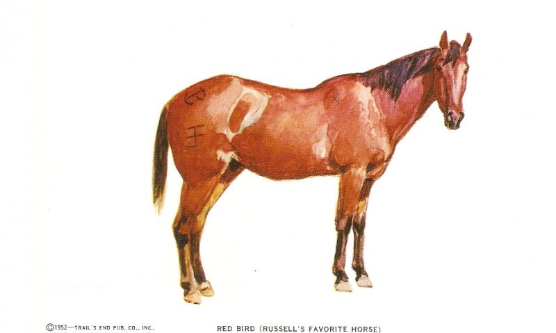 C.M.Russell. Horse Nie American postcard 1950s