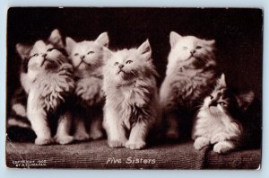 Kansas City Missouri MO Postcard Cat Kittens Haired Five Sisters Animals 1908