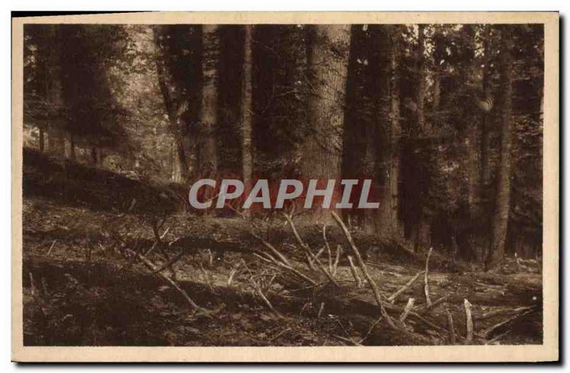 Postcard Old Sumava prales