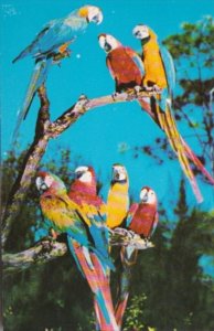 Florida Miami Macaws At Parrot Jungle