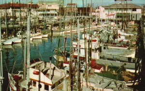Vintage Postcard Fishing Fleet Large Commercial Fishing San Francisco California