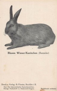 J78/ Interesting Postcard c1910 Germany Rabbit Farming Rammler 186