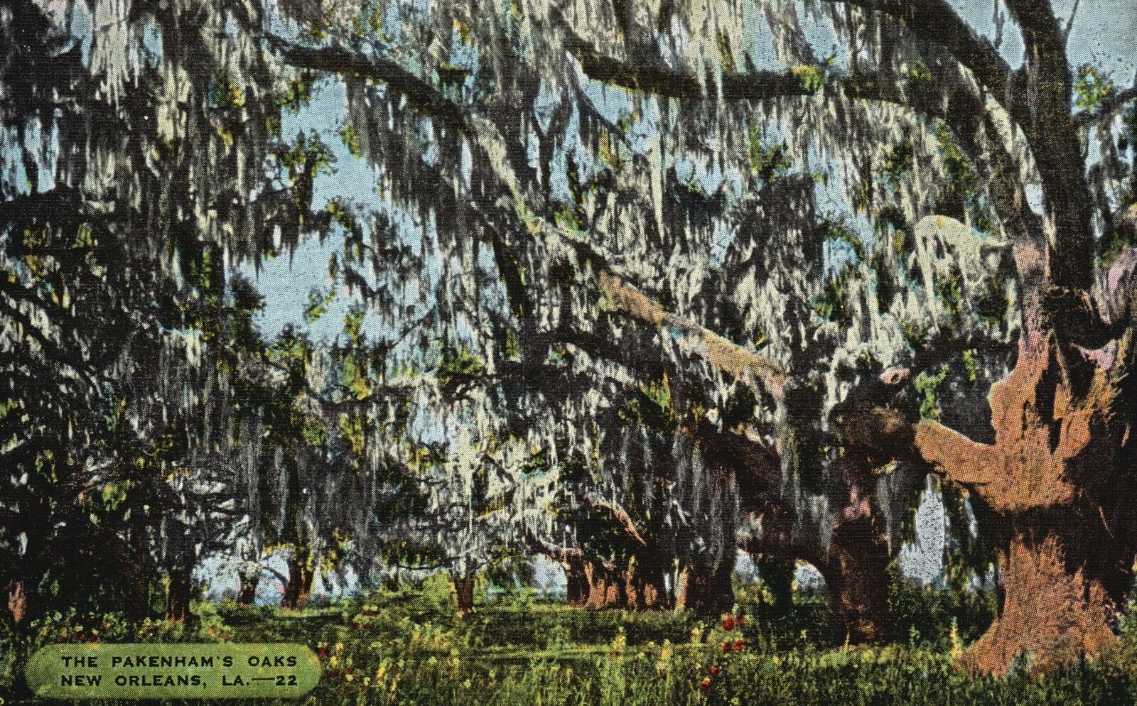Vintage Postcard 1930's Pakenham's Cathedral Oaks Trees New Orleans