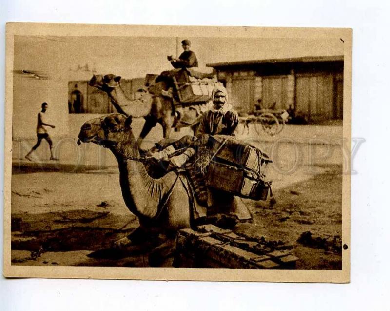 258716 UZBEKISTAN Ashgabat camel on road Vintage GIZ postcard