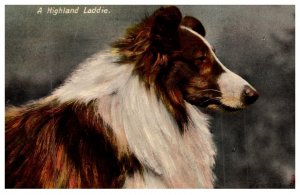 Dog ,  Collie, A Highland laddie