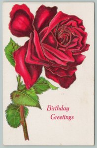 Flowers Greetings~Single Red Rose Gold Leaf White Back~c1910 Postcard