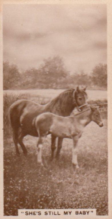 She's Still By Baby Horses Horse Antique Real Photo Cigarette Card