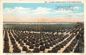 Large Orange Grove Florida, USA Fruit Assorted 1932 