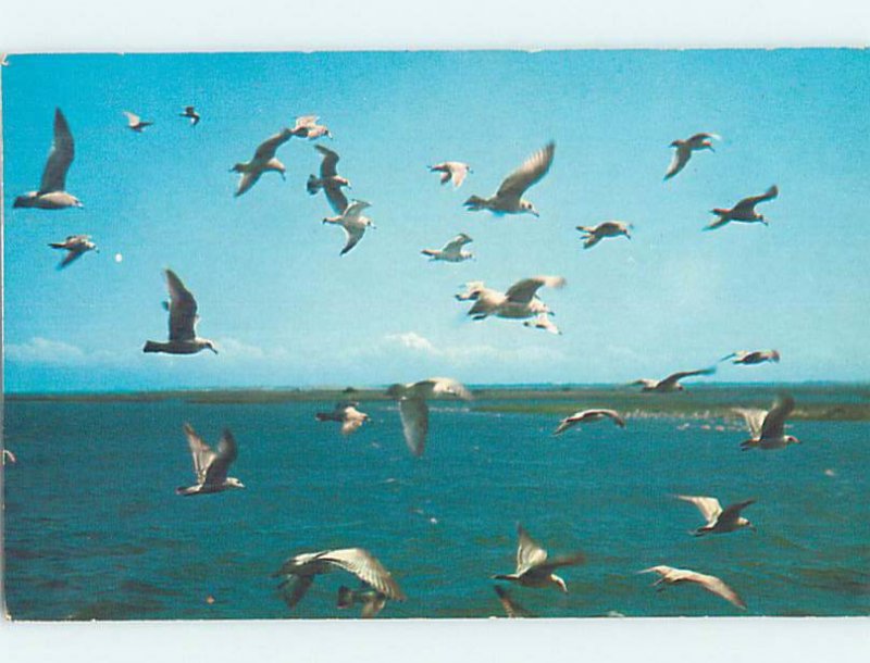 Pre-1980 BIRDS FLYING ALONG SHORE Stone Harbor by Wildwood & Cape May NJ AD5969