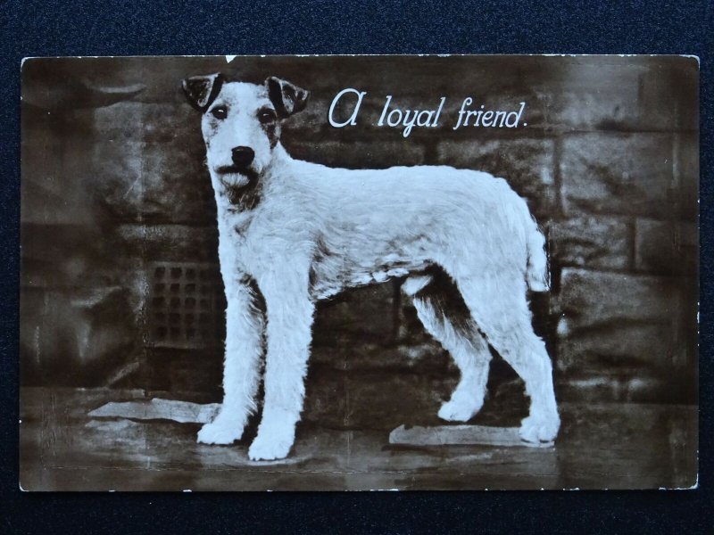 Dog Portrait TERRIER Breed A LOYAL FRIEND c1930s RP Postcard