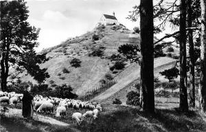 BG23058 sheep mouton wurmlinger bergkapelle bei tubingen   germany   CPSM 14x9cm