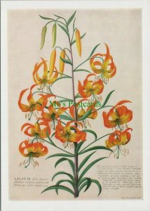 V & A Museum Postcard - Pyrenean Lily, Drawing By G.D.Ehret, 1710-70 - RR12607