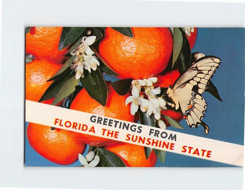 Postcard Greetings From Florida The Sunshine State, Florida