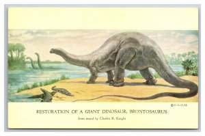 Brontosaurus Mural Natural History Museum Chicago IL UNP Chrome Postcard Q24