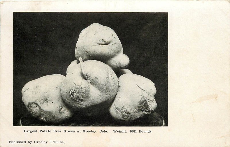 c1909 Postcard; Largest Potato Ever Grown at Greeley CO Agriculture Weld County