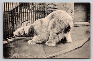 Polar Bear   Cincinnati  Zoological Gardens Zoo  Ohio  c1908 Postcard