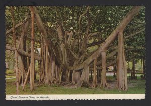 Giant Banyan Tree in Tropical Florida ~ Cont'l