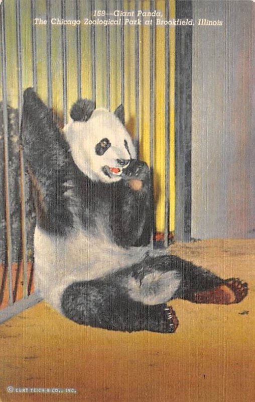 Giant panda, the Chicago zoological Park Brookfield, Illinois, USA Panda Bear...