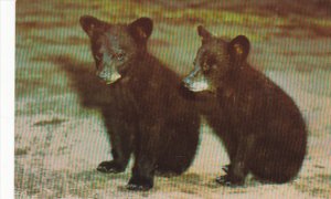 Black Bear Cubs