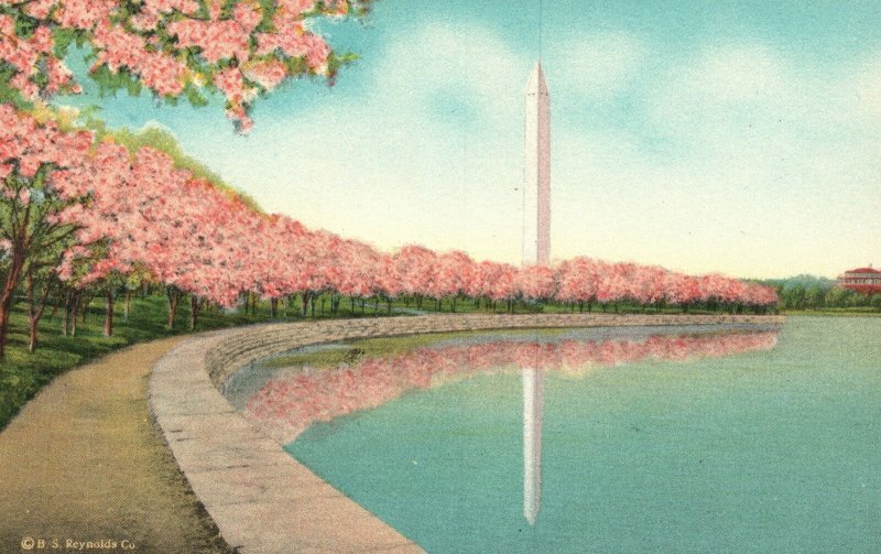 Washington D.C., Cherry Blossoms Washington Memorial Monument, Vintage Postcard