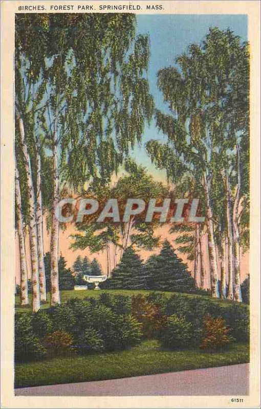 Old Postcard Birches Forest Park Springfield Mass