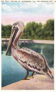 St. Petersburg FL-Florida, Old Bill Pelican, The Sunshine City Vintage Postcard