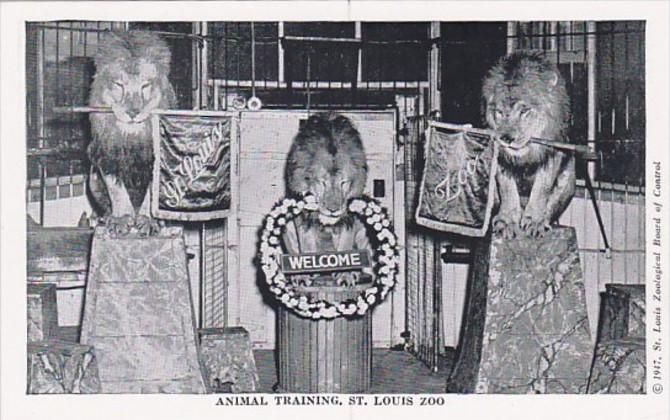 Missouri St Louis Animal Training Lions St Louis Zoo