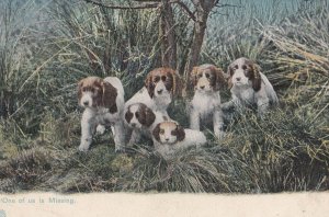 One Of Us Is Missing Lost In Forest Woods Old Dogs Postcard