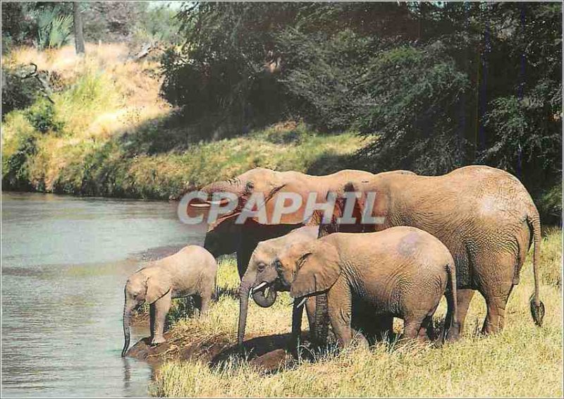 Modern Postcard The Elephant Loxodonta africana Savanna WWF