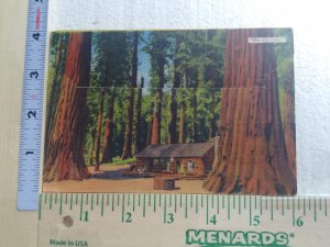 Postcard Folder The Old Cabins, Mariposa Grove of Big Trees, California